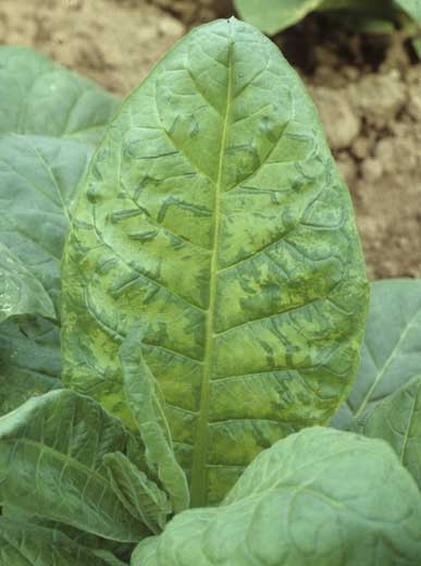 Feuille mosaïquée. <b>Virus de la mosaïque du concombre</b> (<i>Cucumber mosaic virus</i>, CMV)
