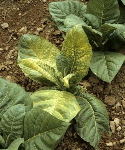 Mosaïque jaune vif en larges plages internervaires sur plusieurs feuilles d'un jeune plant de tabac de type Burley. <b>Virus de la mosaïque de la luzerne</b> (<i>Alfafa mosaic virus</i> ou AMV)
