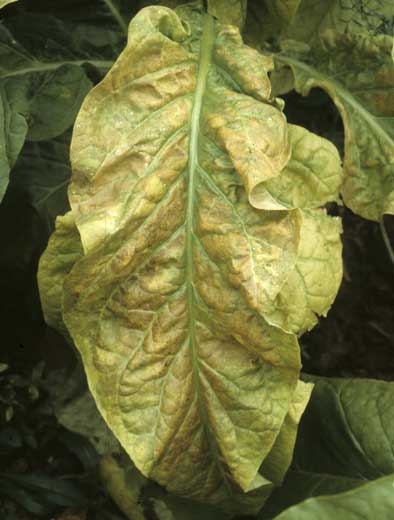 Lorsqu'elles subissent les premiers froids, les feuilles affectées ont tendance à prendre une teinte jaune mordoré. <b>Stolbur</b>
