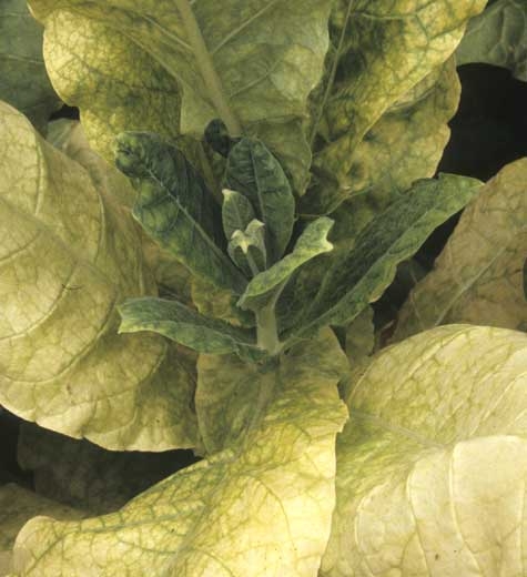 C'est sur les rameaux axillaires que l'on observe les symptômes les plus caractéristiques notamment des petites feuilles chlorotiques en périphérie, ayant tendance à s'incurver vers le bas et de courts entre-noeuds. <b>Stolbur</b>
