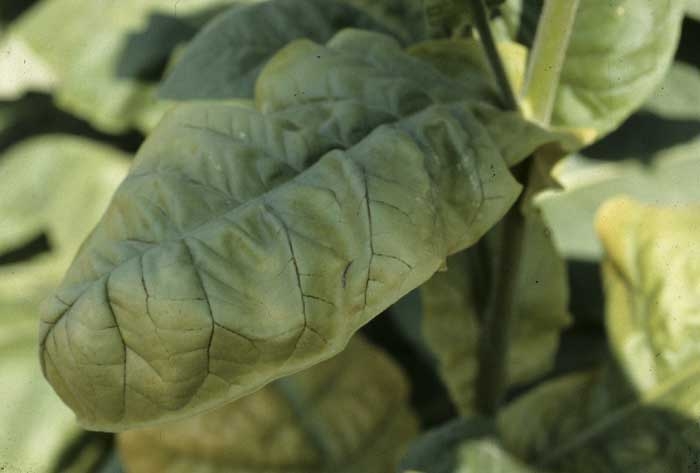 Discrètes nécroses nervaires sur une feuille chlorotique de tabac Brun ; celle-ci présente aussi une teinte légèrement métallique. Ces altérations ne doivent pas être confondues avec celles occasionnées par les souches nécrogènes de PVY. <b><i>Candidatus</i> Phytoplasma solani</b> (stolbur, big bud)
