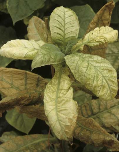 Après avoir jauni dans un premier temps, plusieurs jeunes feuilles ont blanchi assez rapidement. Seules quelques nervures restent encore vertes. <b>Phytotoxicité</b> (chemical injuries)
