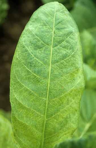 Eclaircissement d'une forte proportion de nervures secondaires, certaines d'entres elles brunissent et se nécrosent (vein clearing, vein necrosis). <b>Virus Y de la pomme de terre</b> (<i>Potato virus Y</i>, PVY)
