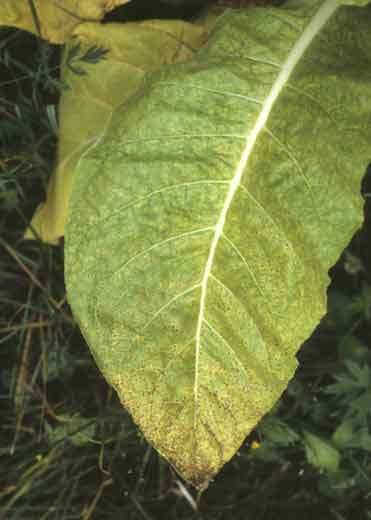 Nombreuses petites taches brunes irrégulières et inter-nervaires, présentant un étroit halo jaune. <b>Virus Y de la pomme de terre</b> (PVY, <i>Potato virus Y</i>)
