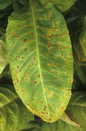 De nombreuses taches brunes, aux contours irréguliers, couvrent cette feuille. Certaines d'entre elles se sont initiées à partir des nervures. <b>Virus Y de la pomme de terre</b> (<i>Potato virus Y</i>, PVY)
