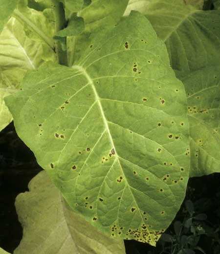 Petites taches brunes et nécrotiques sur feuille de tabac, entourées d'un halo jaune. <i><b>Alternaria alternata</i></b> (brown spot)
