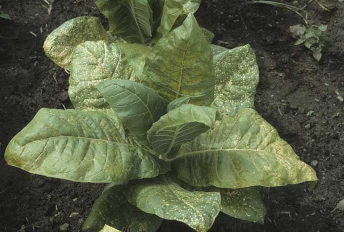 Sur ce tabac, plusieurs feuilles basses présentent de très nombreuses taches nécrotiques, disposées entre et à proximité des nervures. <b>Taches de pollution</b> ("weather fleck")
