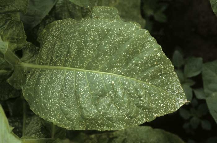 Par la suite, ces taches s'éclaircissent et prennent une teinte blanchâtre à grise. <b>Taches de pollution</b> ("weather fleck")
