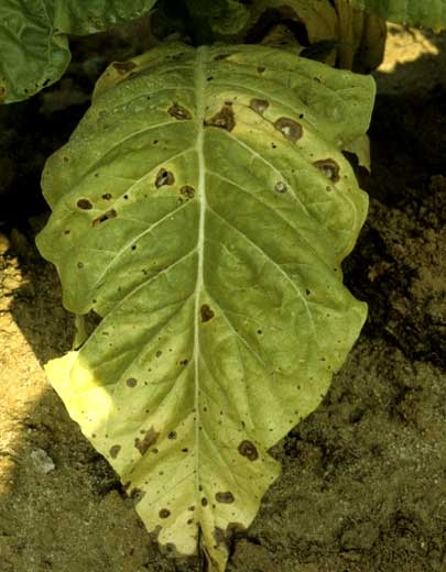A la suite d'une période de forte humidité, des taches se sont développées sur les feuilles basses d'un tabac de type Virginie. <b><i>Thanatephorus cucumeris</b></i> (<i>Rhizoctonia solani</i>, target spot)