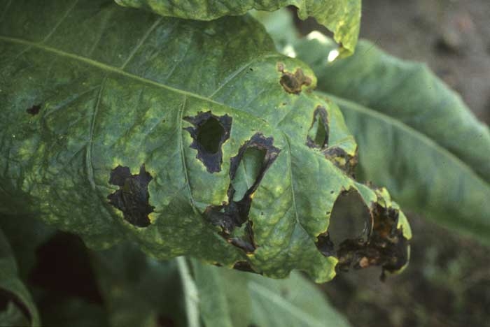 La bactérie infecte surtout les feuilles basses ayant atteint la maturité ; le limbe peut localement se liquéfier et disparaître. <b><i>Pseudomonas cichorii</b></i> (maladie des taches noires du tabac, "black spot disease")
