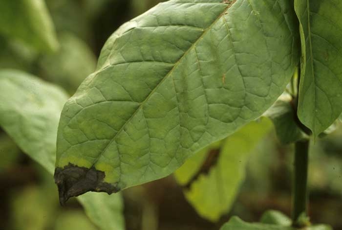 Certaines taches s'initient parfois en périphérie du limbe, notamment à son extrémité ; la rétention d'eau à ces endroits favorise certainement la pénétration de la bactérie dans le limbe. <b><i>Pseudomonas cichorii</i></b> ("black spot disease") 
