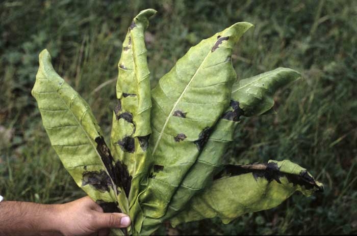 Les taches montrent des dimensions assez variables ; leur coloration noire les rend particulièrement caractéristiques. <b><i>Pseudomonas cichorii</b></i> ("black spot disease")
