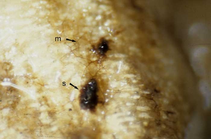 On constate sur les racines la présence du mycélium brun foncé (m) et, plus rarement, de sclérotes assez irréguliers (2 à 5 mm)(s). <i><b>Thanatephorus cucumeris</b></i> (<i>Rhizoctonia solani</i>, damping-off)
