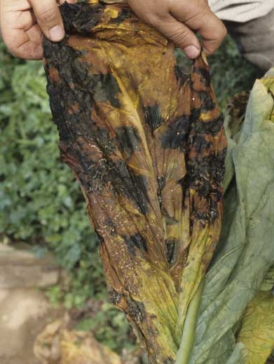 Les attaques tardives au champ de la bactérie sont à l'origine de nombreuses taches noires sur les feuilles en cours de séchage.
<b><i>Pseudomonas cichorii</i></b> ("black spot disease")

