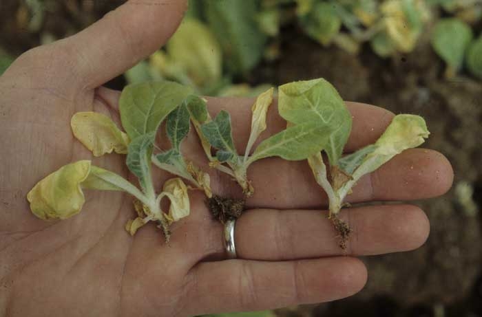 Les plantules affectées ont leurs feuilles qui flétrissent, jaunissent et se dessèchent, elles présentent des brunissements au niveau du collet et/ou des racines. <b><i>Thanatephorus cucumeris</i></b> (fonte de semis, "damping-off")