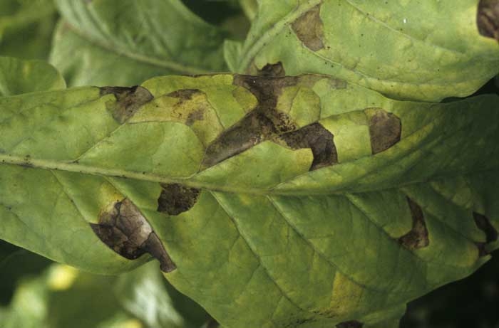 Feuille de tabac de type Virginie montrant des taches plus ou moins évoluées : jaunâtres à vert clair dans un premier temps, brunes à noires une fois nécrosées, toujours délimitées par les nervures. <i><b>Aphelenchoides ritzemabosi</i></b> ("checkered leaf disease")
