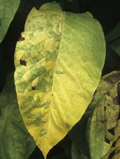 Feuille de tabac de type Virginie, chlorotique, présentant plusieurs taches contiguës, délimitées par les nervures, dont la couleur vert clair contraste avec le restant du limbe. <i><b>Aphelenchoides ritzemabosi</i></b> ("checkered leaf disease")
