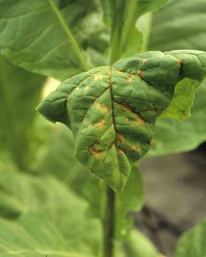 Taches brunes, irrégulières, s'initiant à proximité des nervures. <b>Virus de la maladie bronzée de la tomate</b> (<i>Tomato spotted wilt virus</i>, TSWV)
