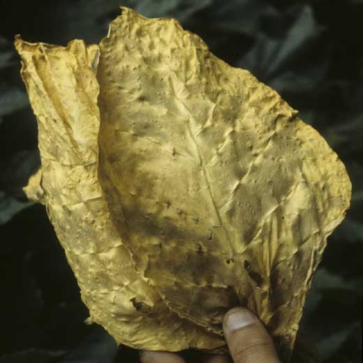 Ces feuilles de tabac, ternes, aux tissus épais et cartonneux, proviennent de pieds affectés par <b><i>Candidatus</i> Phytoplasma solani</b> (stolbur, big bud).
