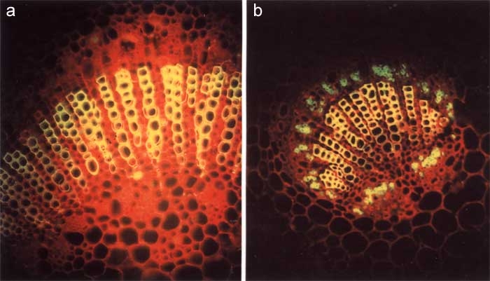 Les <b>phytoplasmes</b> présents dans les vaisseaux du phloème peuvent aussi être détectés grâce des anticorps monoclonaux. Sur la coupe réalisée dans la nervure d'une feuille saine aucune fluorescence n'est observée dans les vaisseaux (a) ; ce n'est pas le cas dans la nervure d'une feuille affectée par le stolbur : une fluorescence bleu-vert est bien visible (b).