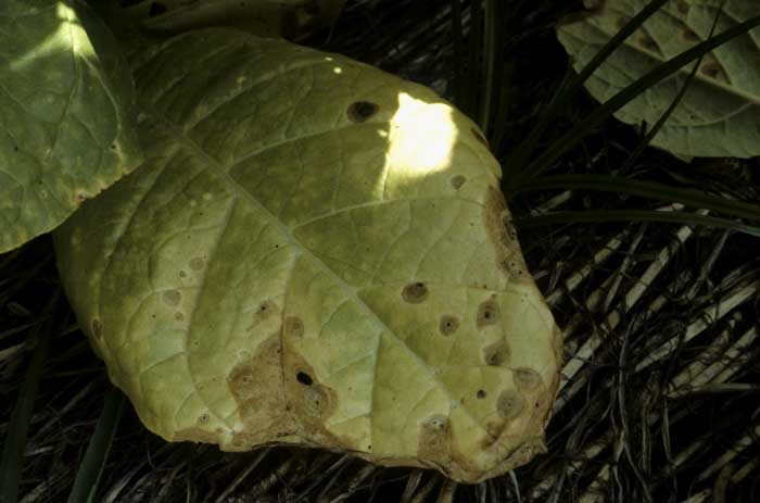 Taches marron clair, arrondies, sur une feuille basse de tabac. <b><i>Phoma exigua</i> var. <i>exigua</i></b> ("ragged leaf spot")
