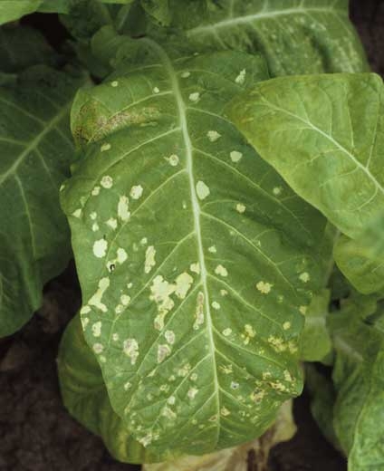 Taches jaunâtres à blanches, bien délimitées, parfois confluentes. <b>Phytotoxicité</b>

