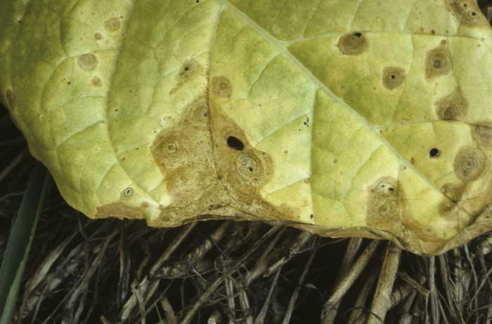 Sur certaines feuilles, les taches ont une coloration variant du brun clair au gris cendré et ont tendance à confluer. <b><i>Phoma exigua</i> var. <i>exigua</i></b> (<i>Ascochyta nicotianae</i>, ragged leaf spot)
