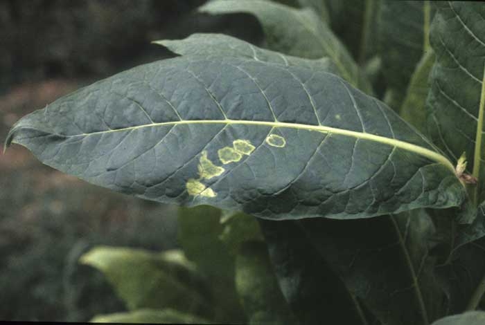 Lors de l'utilisation de certains inhibiteurs de bourgeons, quelques gouttes tombent parfois sur le limbe et occasionnent des taches jaunâtres bien définies. <b>Phytotoxicité</b> ("chemical injuries")
