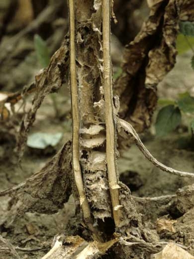Après une coupe longitudinale de la tige, on constate que la moelle s'est rétractée pour former des disques empilés comme des assiettes. <i><b>Phytophthora nicotianae</i></b> (anc. <i>P. parasitica </i>var. <i>nicotianae</i></b>
