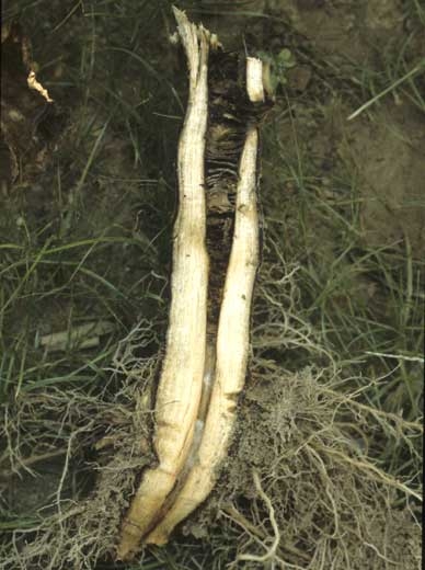 La moelle, en plus de se dessécher prend une teinte brune à noire. <i><b>Phytophthora nicotianae</i></b> ("black shank")
