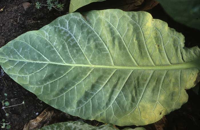 Le champignon se développe parfois préférentiellement à proximité des nervures. <b><i>Golovinomyces cichoracearum</i> var. <i>cichoracearum</i></b> (oïdium, "powdery mildew")
