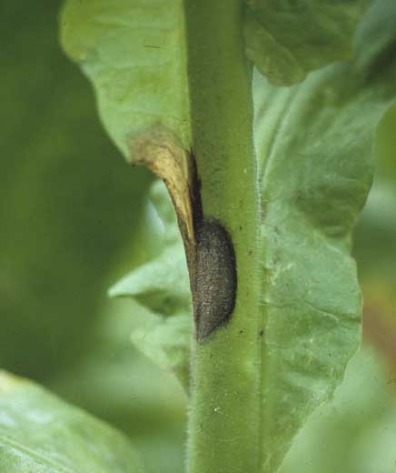 Chancre débutant sur une tige de tabac ; celui-ci est humide, de couleur brun foncé à noire, et recouvert en son centre d'une moisissure grise. <b><i>Botrytis cinerea</i></b> ("Botrytis leaf spot")
