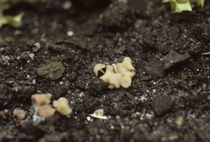 Les contaminations aériennes sont essentiellement dues aux ascospores issues des apothécies (petites trompettes beige foncé à marron) que l'on trouve dans l'environnement des plantes. <i><b>Sclerotinia sclerotiorum</i></b> (<i>Sclerotinia</i> leaf spot)
