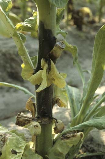 La bactérie a profité des plaies d'effeuillage pour pénétrer et coloniser la tige ; celle-ci présente une lésion noire assez étendue. <i><b>Pectobacterium</i> sp.</b> (anc. <i>Erwinia</i> sp., black leg)
