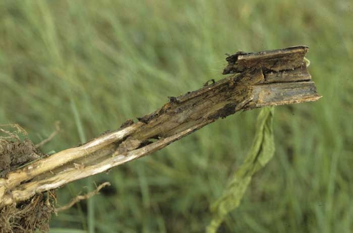 La moelle est aussi affectée, elle s'est totalement liquéfiée et a disparu. <i><b>Pectobacterium</i> sp.</b> (<i>Erwinia</i> sp., hollow stalk)

