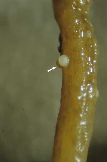 Ces "kystes" de couleur blanche dans un premier temps, correspondent en fait à des  femelles hypertrophiées restant fixées par la tête au cortex de la racine. <i><b>Globodera tabacum</b></i> ("tobacco cyst nematodes")
