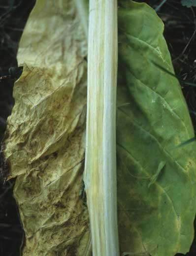 Plusieurs portions des vaisseaux révèlent un brunissement discret.
<b><i>Verticillium dahliae</i></b>
