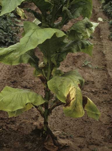 Une à plusieurs feuilles situées à la base des plantes flétrissent partiellement, jaunissent et se dessèchent. <b><i>Verticillium dahliae</i></b> ("verticillium wilt")

