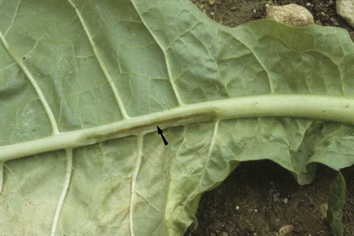 Dans le cas présent, on note là aussi un brunissement des vaisseaux et parfois même de la moelle. <b><i>Verticillium dahliae</i></b>
