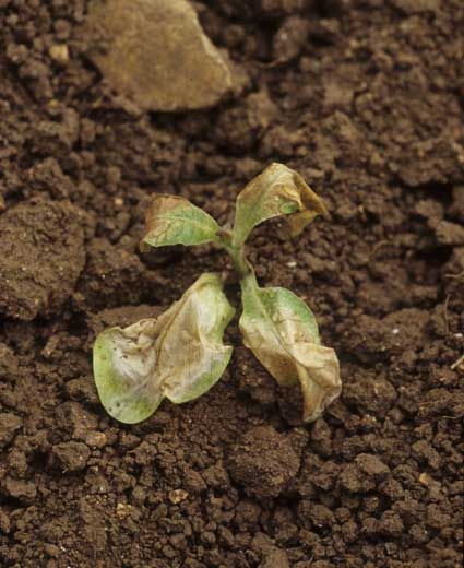 Ce jeune plant donne l'impression d'avoir été ébouillanté, les tissus ont une apparence vitreuse et blanchâtre et se nécrosent progressivement. <b>Dégâts dus au froid</b>
