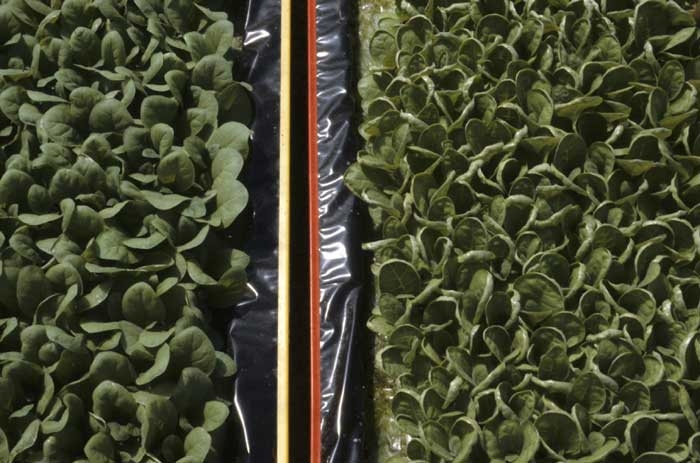A la suite d'un coup de froid survenu dans un abri, seule la variété de tabac située à droite, certainement plus sensible, a manifesté des enroulements de feuilles caractéristiques. <b>Dégâts dus au froid</b>
