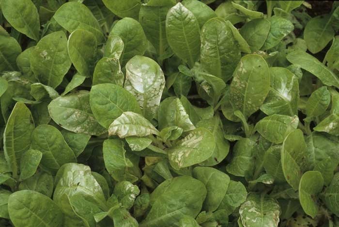 Les feuilles de ces plants, découverts récemment, ont des tissus très tendres qui s'altèrent très facilement à la suite d'une période de vent froid. <b>Accident climatique</b>
