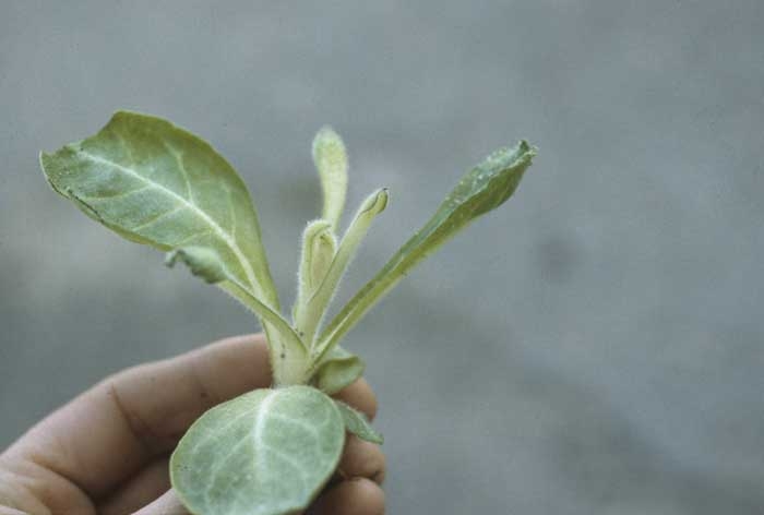 Sur ce plan, les nouvelles feuilles formées sont exemptes de limbe et ont tendance à prendre la forme d'une chistera. <b>Phytotoxicité</b>
