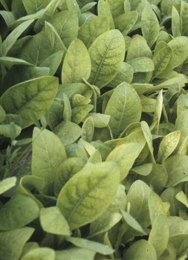 Jaunissement internervaire des jeunes feuilles ; les nervures restent bien vertes. <b>Polyphyllie</b> ("frenching")
