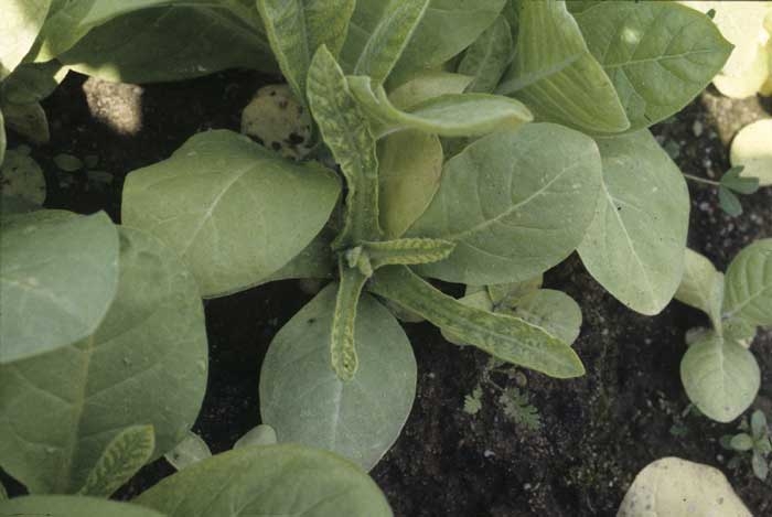 Sur certaines plantes particulièrement affectées, les feuilles aussi décolorées sont plus étroites. <b>Polyphyllie</b> ("frenching")
