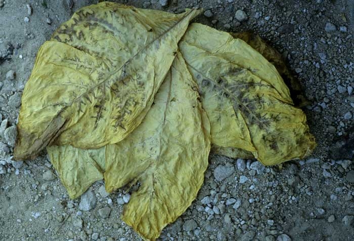 Sur ces feuilles séchées, on distingue parfaitement les lignes nécrotiques brunes suivant le contour des principales nervures et traduisant une attaque déjà ancienne du <b>Virus de la mosaïque du concombre </b>(<i>Cucumber mosaic virus</i>, CMV).
