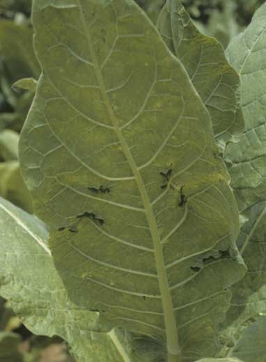 A la face inférieure des feuilles, on peut observer des excroissances foliaires, dénommées énations. <b>Virus de la mosaïque de la luzerne</b> (<i>Alfalfa mosaic virus</i>, AMV)