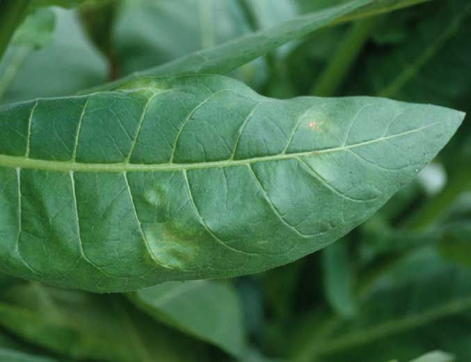 De toutes premières taches de mildiou sont visibles sur la face supérieure de cette feuille de tabac. <i><b>Peronospora tabacina</b></i>.