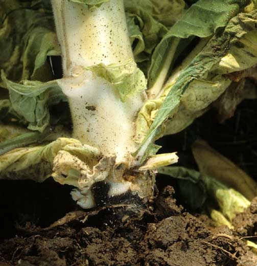 Un chancre est en train de se développer au pied de ce plant de tabac. <b><i>Phytophthora nicotianae</i></b> 2