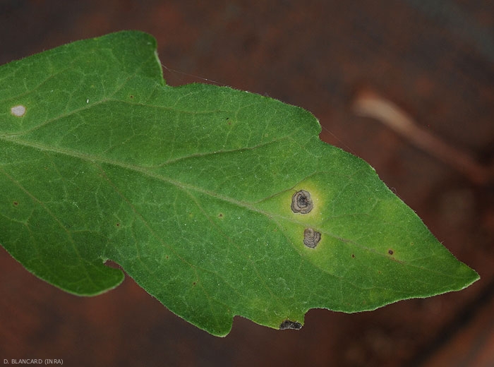 Les motifs concentriques sont bien visibles sur ces deux taches de corynesporiose. Celles-ci sont par ailleurs plus claires maintenant.
Corynespora cassiicola (corynesporiose)